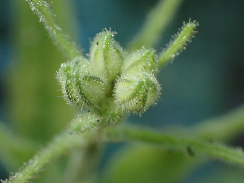Image of Nicotiana acuminata by (c) W Rao, some rights reserved (CC BY)