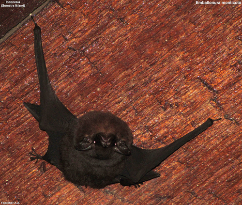 Lesser Sheath-tailed Bat