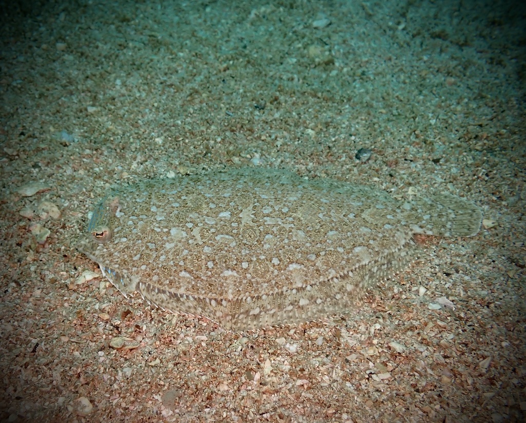 Kobe flounder (Crossorhombus kobensis) — Bothidae