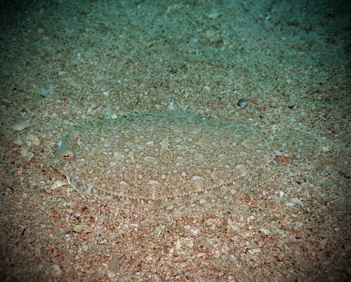 Kobe flounder (Crossorhombus kobensis) — Bothidae