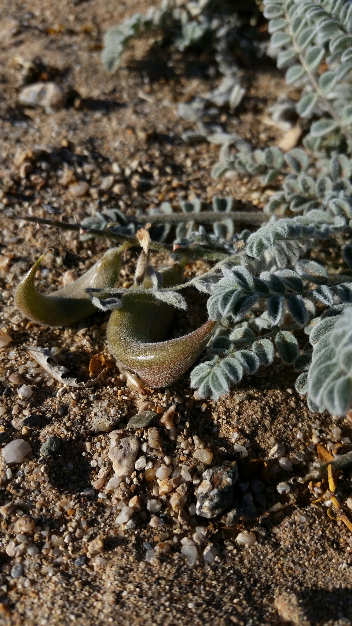 Astragalus tidestromii
