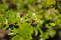 Gaultheria phillyreifolia
