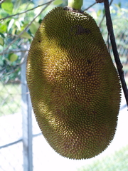 Artocarpus heterophyllus