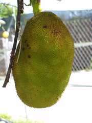 Artocarpus heterophyllus