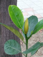 Artocarpus heterophyllus