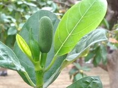 Artocarpus heterophyllus