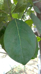 Artocarpus heterophyllus