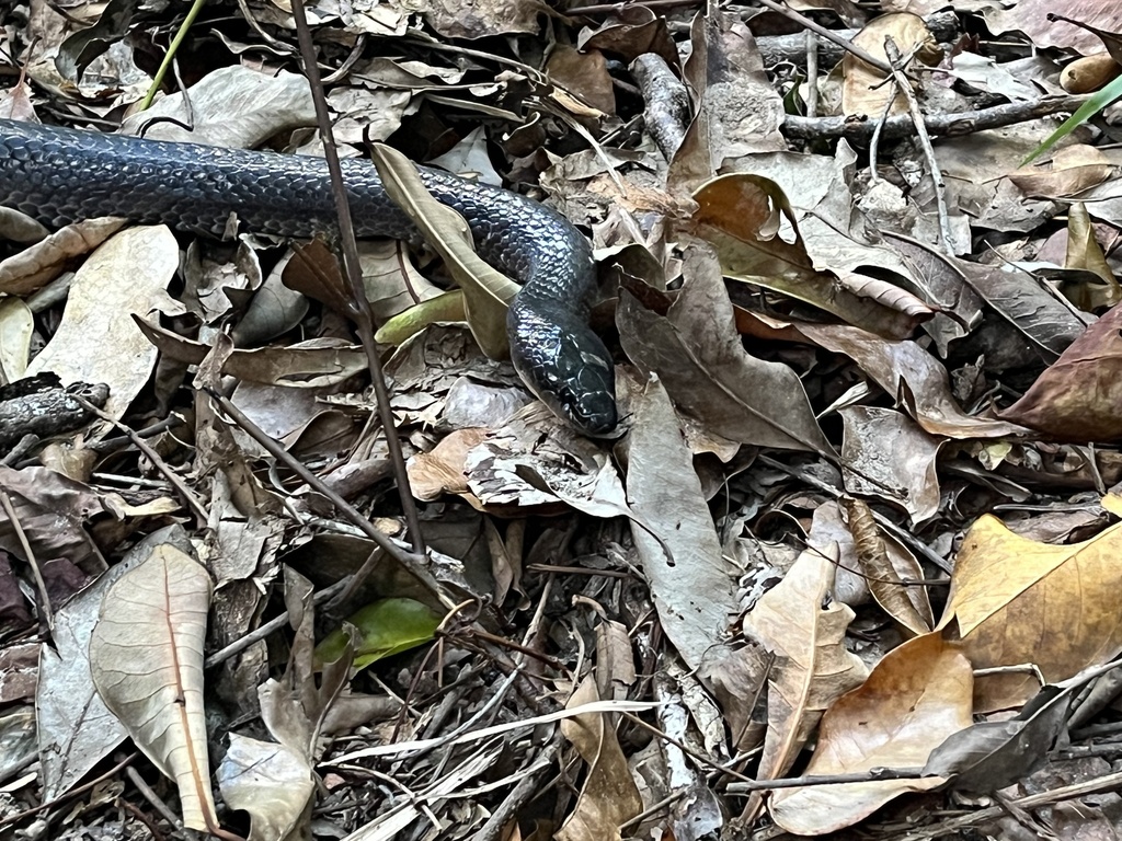 Slaty-grey snake from Cape Tribulation, QLD, AU on September 6, 2023 at ...