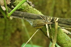 Epinecrophylla fulviventris image