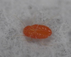 Erythraeoidea