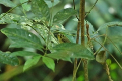 Platyrinchus coronatus