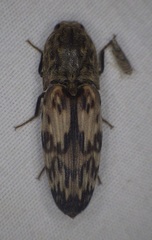 Pherhimius fascicularis