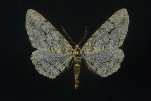 Stenoporpia separataria