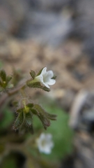 Phacelia rotundifolia