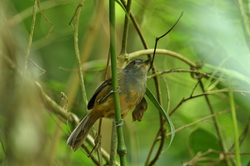 Cercomacroides tyrannina