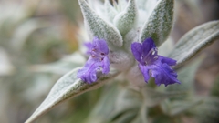 Salvia funerea