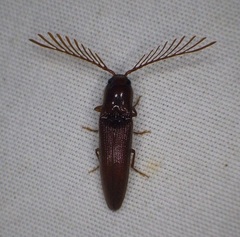 Dicrepidius palmatus