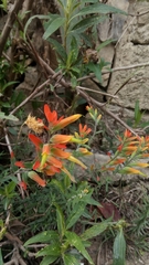 Castilleja integrifolia