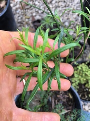Bouchea linifolia