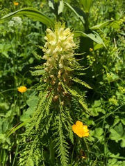 Pedicularis foliosa