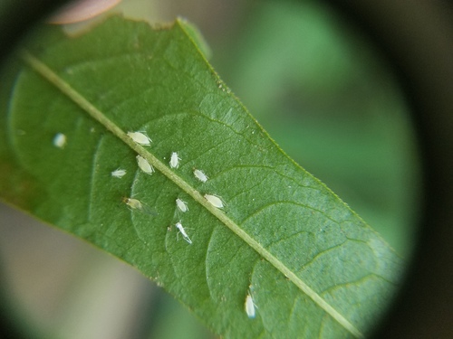 Aphid