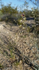 Streptanthus longirostris