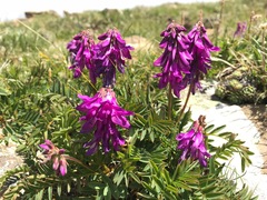 Hedysarum hedysaroides