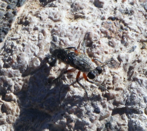 San Bernardino Bandit