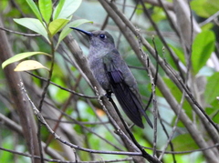 Eupetomena cirrochloris