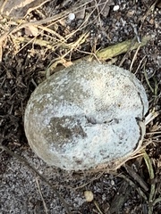 Penicillium italicum