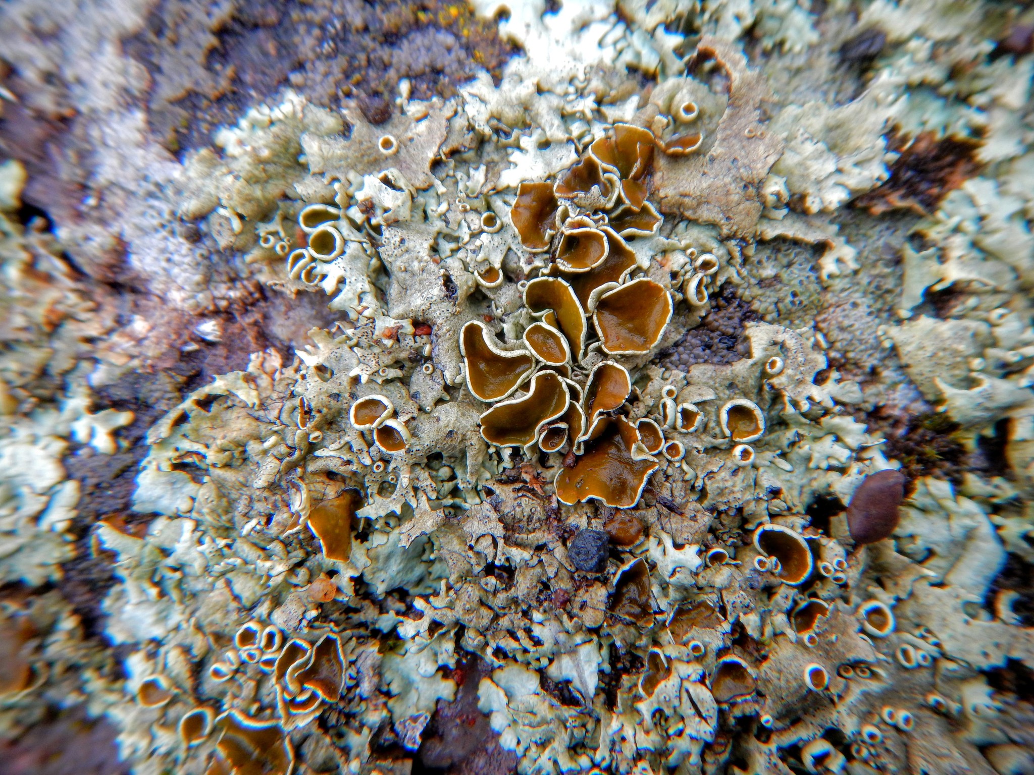 Xanthoparmelia cumberlandia image
