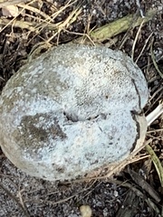 Penicillium italicum