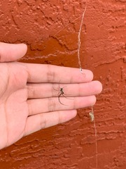 Leucauge argyra