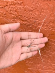 Leucauge argyra