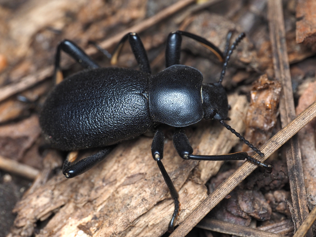 Coelocnemis