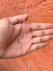 Leucauge argyra