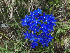 Gentiana bavarica bavarica