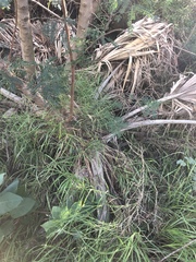 Pritchardia beccariana