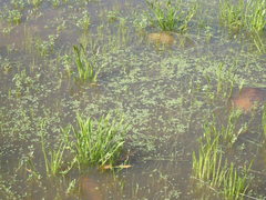 Callitriche heterophylla