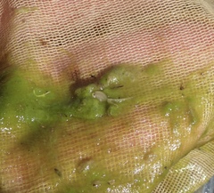 Branchinecta sandiegonensis