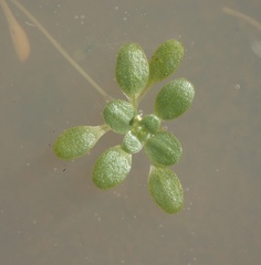 Callitriche heterophylla