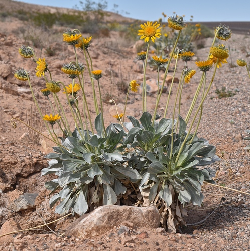 Enceliopsis