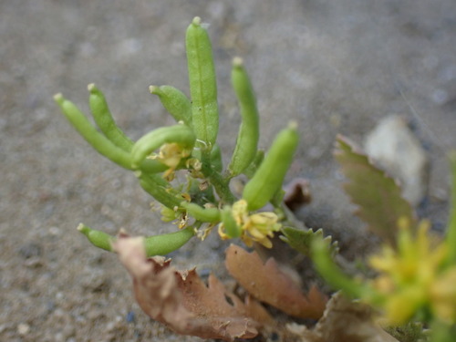 Image of Rorippa curvisiliqua by (c) W Rao, some rights reserved (CC BY)