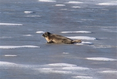 Pagophilus groenlandicus