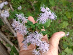 Tamaulipa azurea