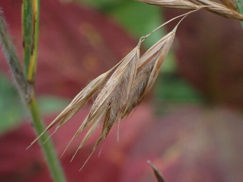 Bromus ciliatus iNat (3)