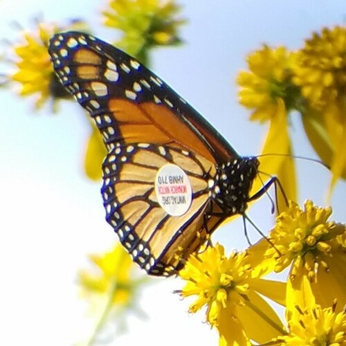Monarch photographed in Georgia