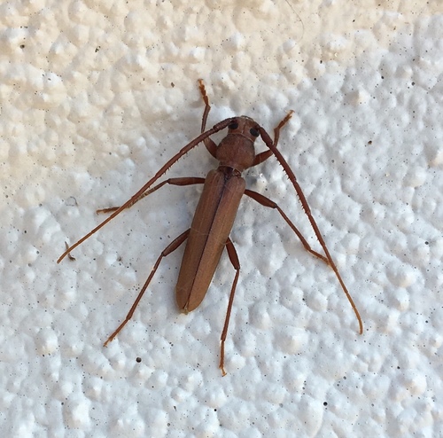 Oeme rigida (Say, 1827)