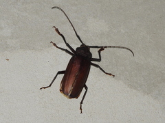 Mecosarthron buphagus