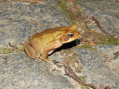 Rhinella crucifer